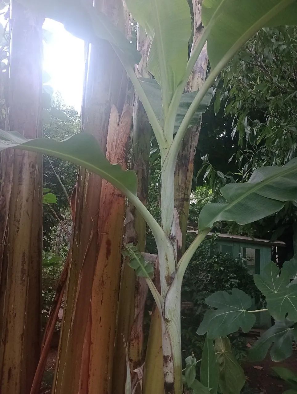 Mudas de banana figo e ouro  - Foto 3