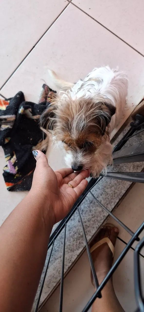 Doa - se cachorrinha - Foto 5