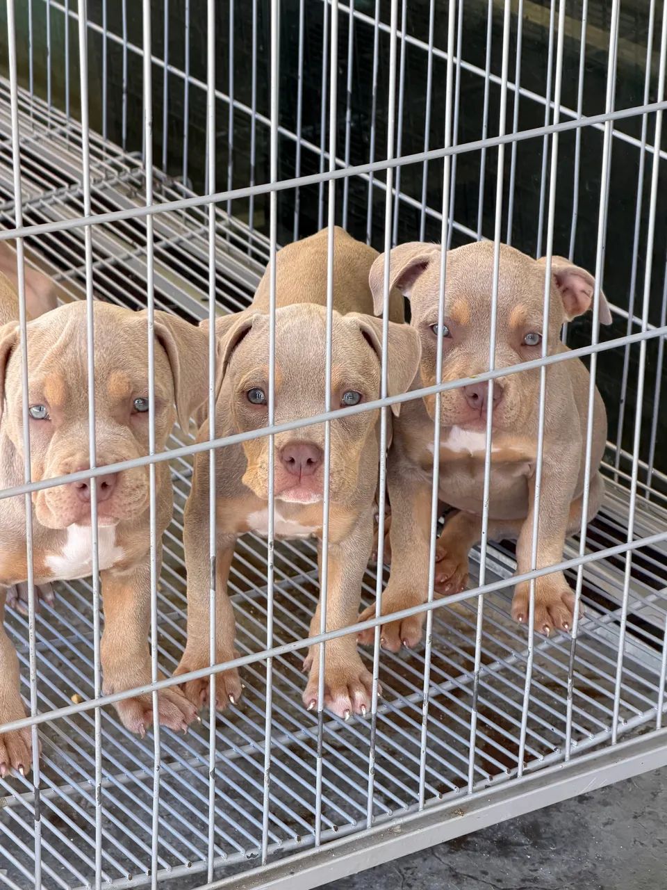 American Bully 