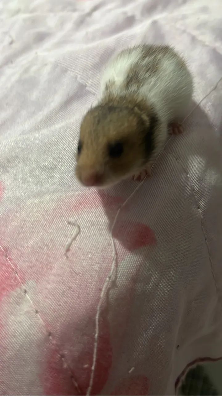 Hamster Sírio filhote 