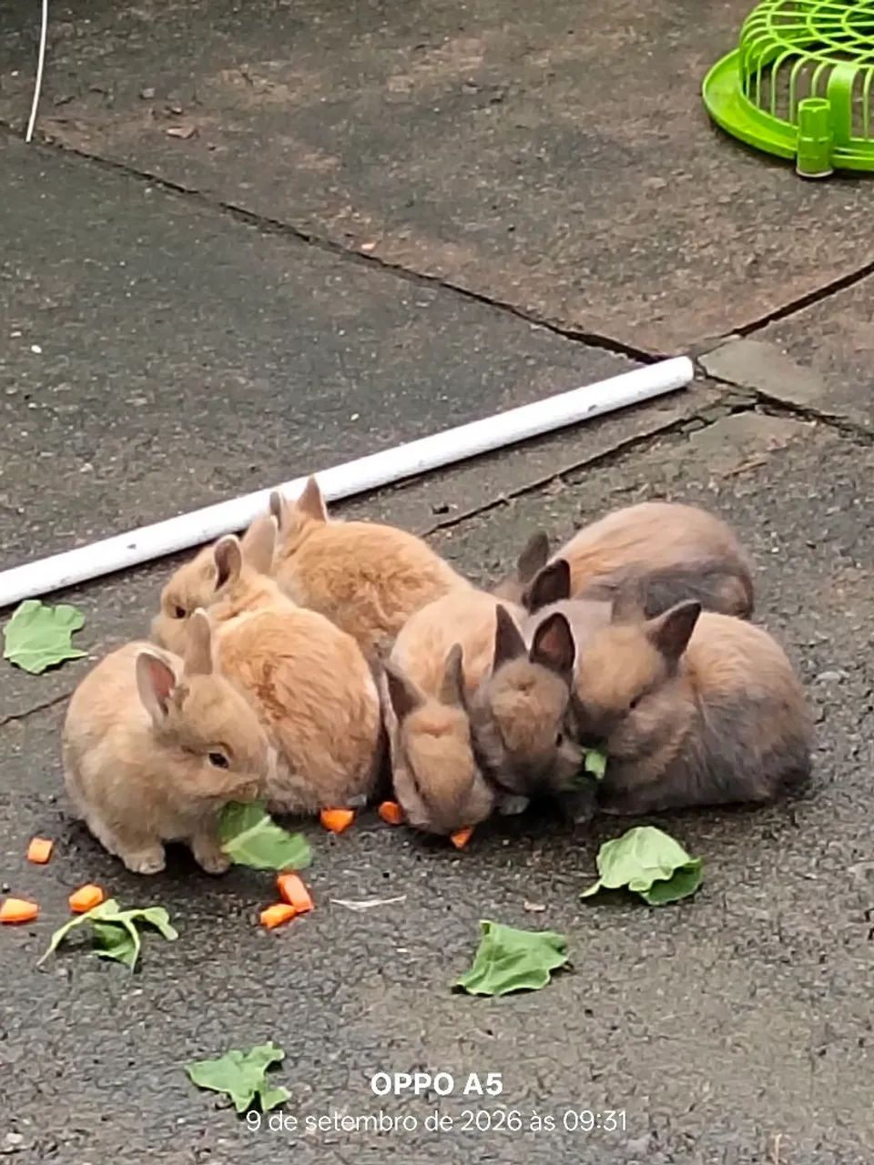 Coelhos  - Foto 3