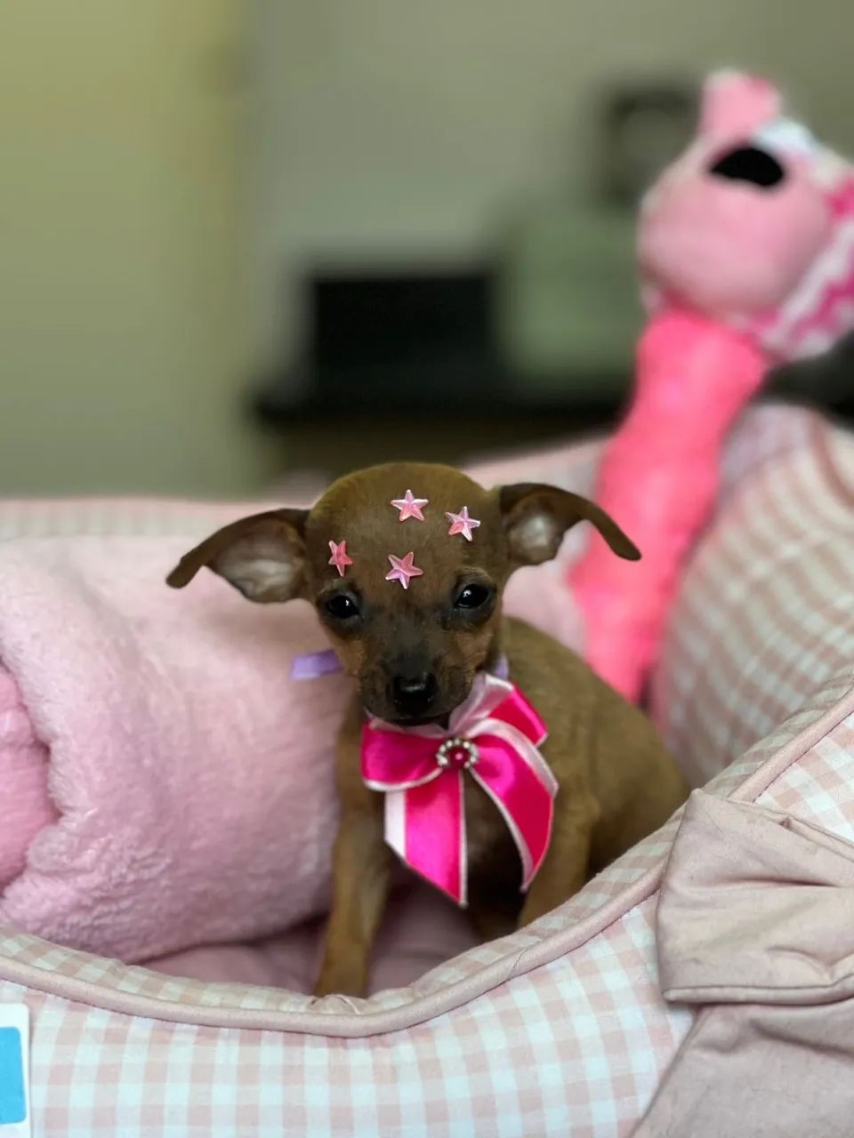 Pinscher 0  - Foto 5