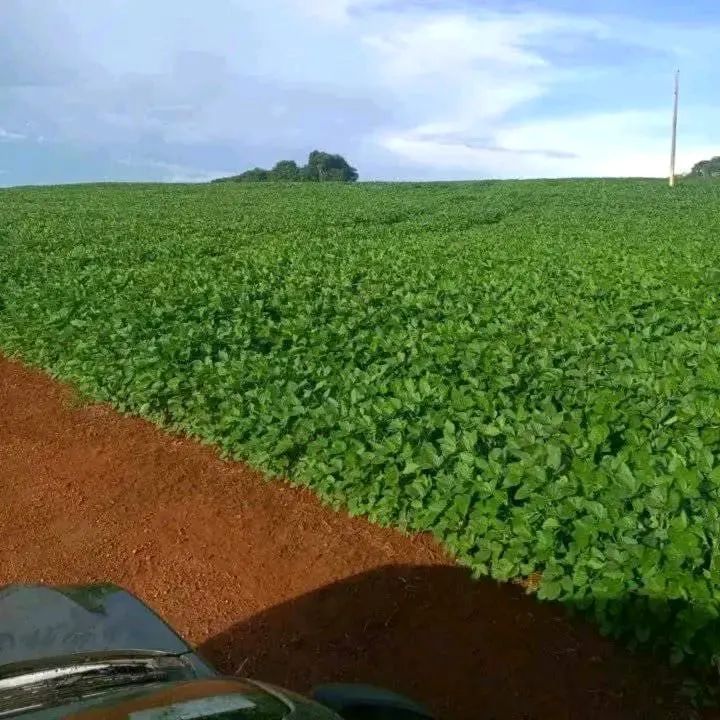 Fazenda dupla aptidão em Uberlândia  - Foto 5