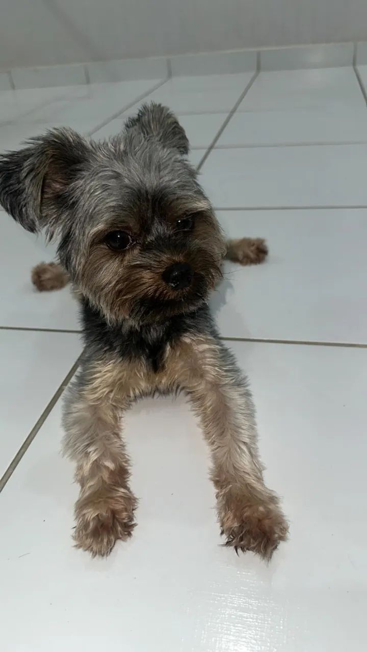PROCURO NAMORADA YORKSHIRE TERRIER - Foto 2