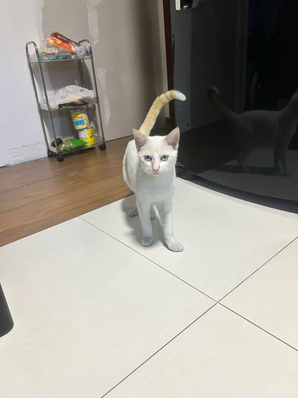 Gato para doação  - Foto 2