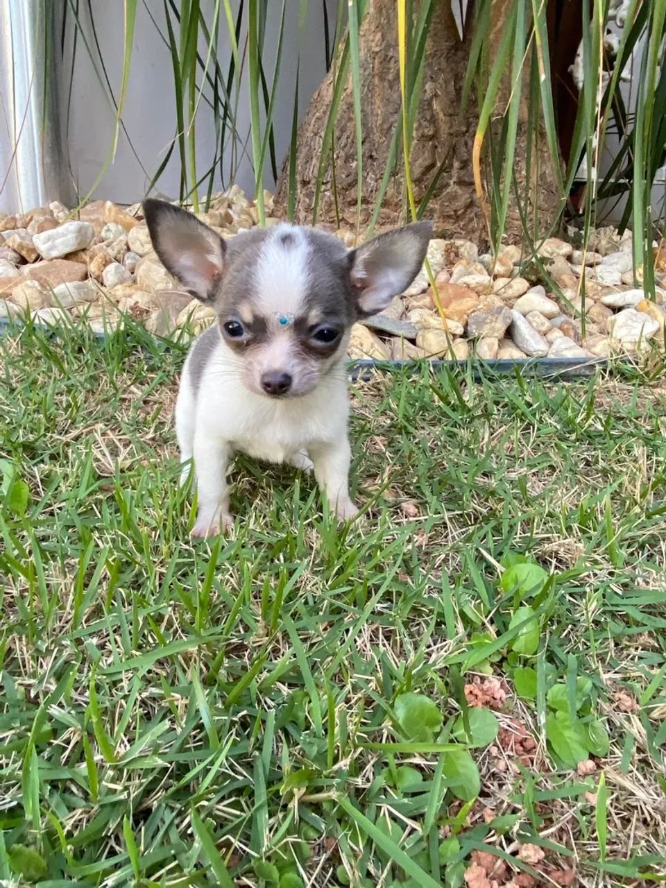 chihuahua  - Foto 4