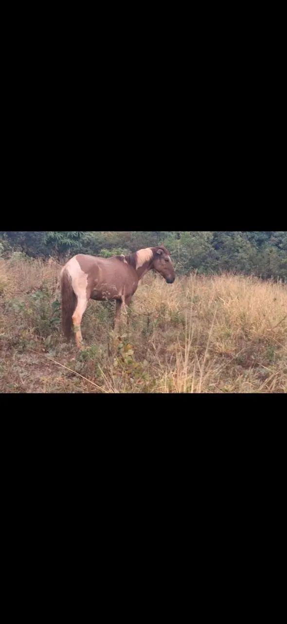 Dou cavalo