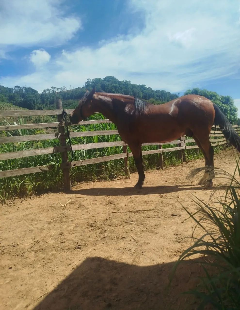 Cavalo - Foto 2