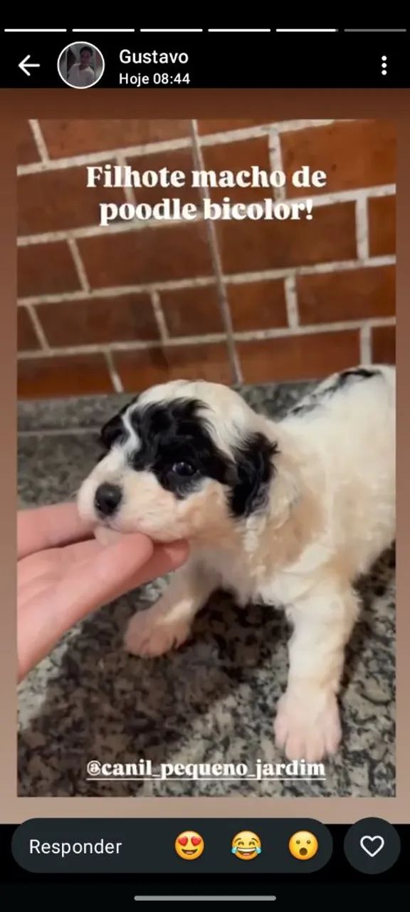 Pet
