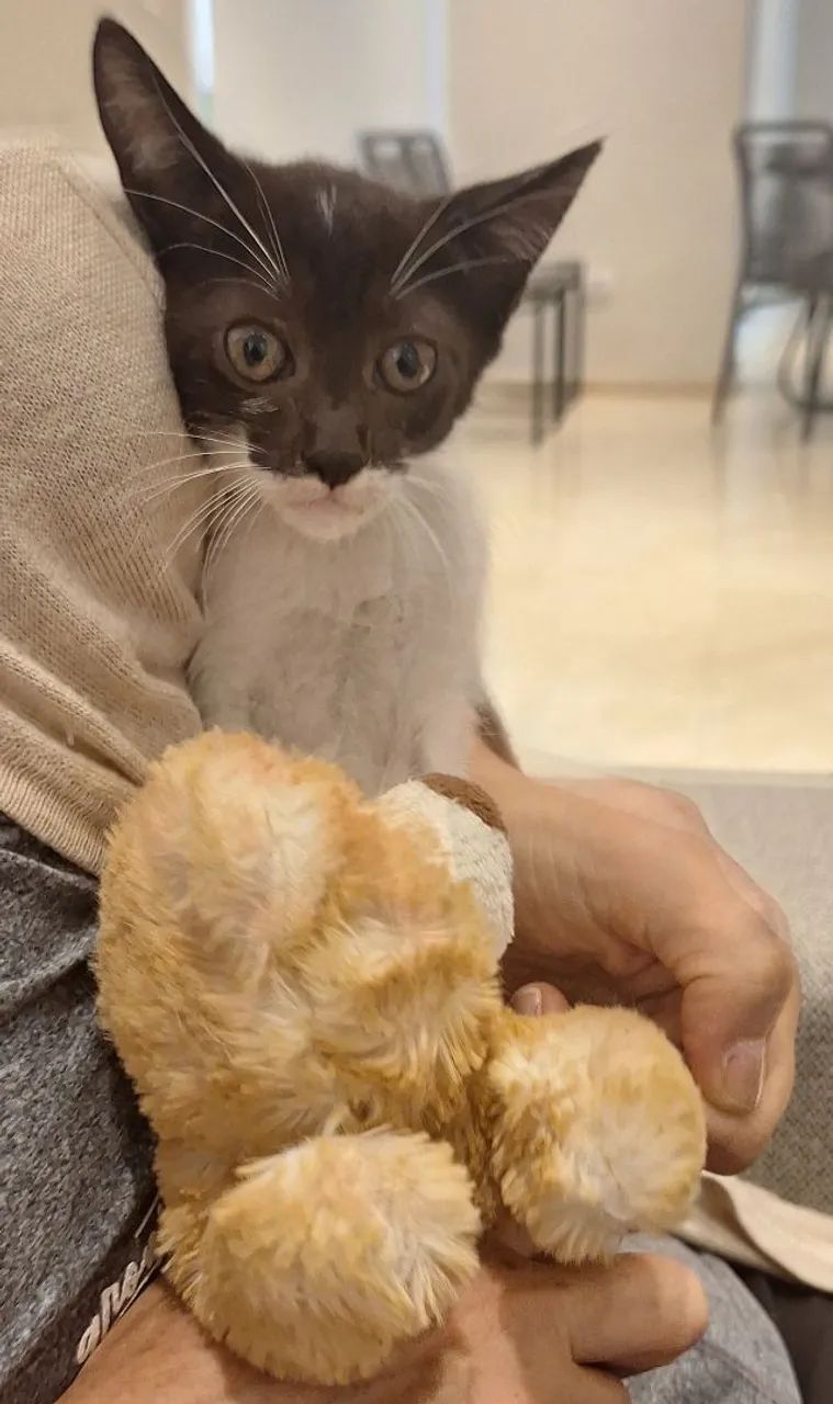 Doa se lindas gatinhas , 2 meses, vacinadas, testadas  fiv/ felv , vermifugadas -Mooca SP - Foto 5
