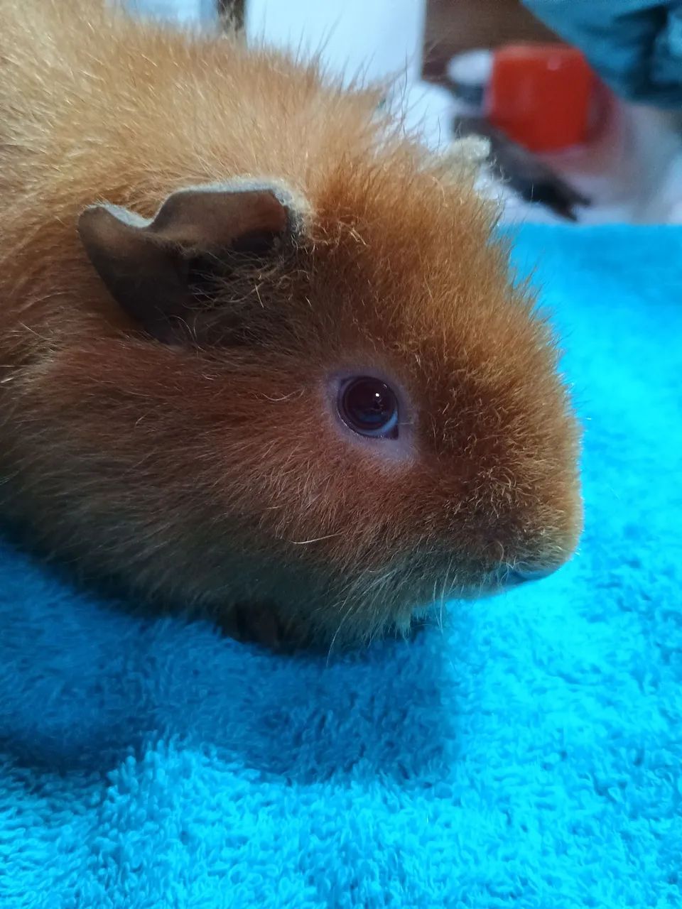 Porquinhos da índia Teddy Macho  - Foto 5