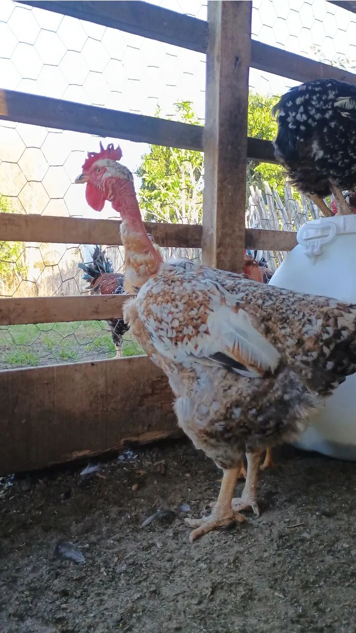 Vendemos ovos férteis das galinhas balão pescoço pelado  - Foto 4