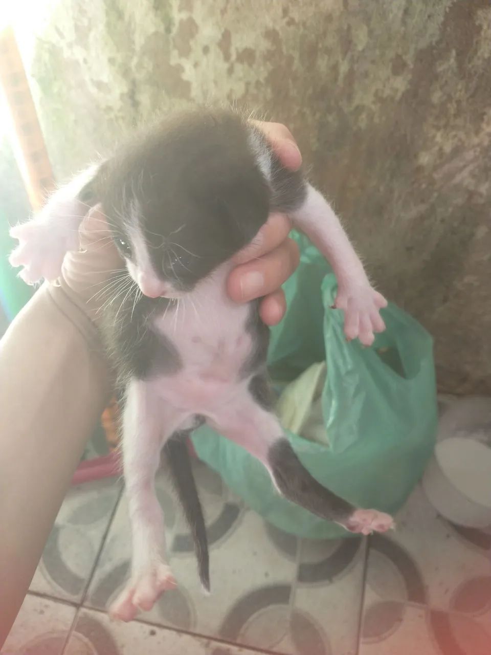 Doação de gato  - Foto 3