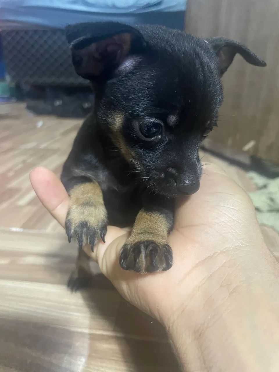 cachorro pinscher 2 - Foto 4