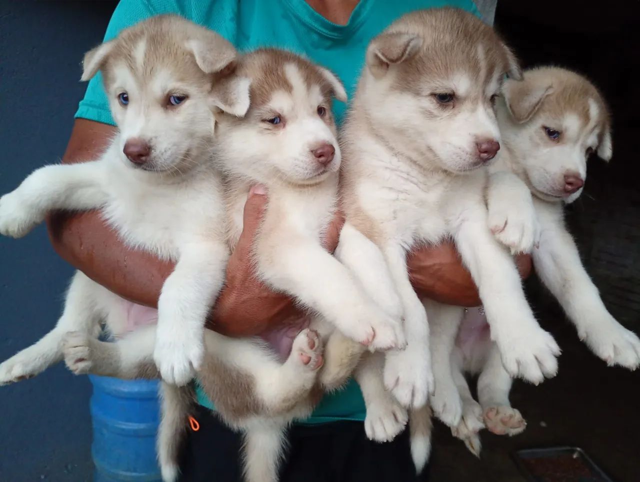 Husky siberiano  - Foto 2