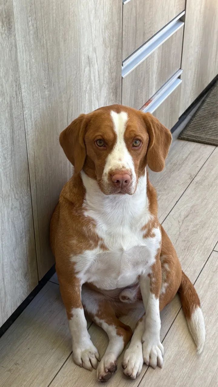 Doa-se beagle macho