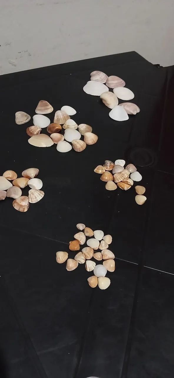 Conchas do mar verdadeira artesanato - Foto 3