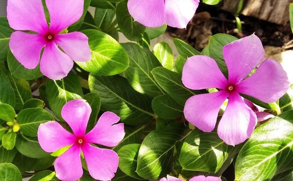 Planta 