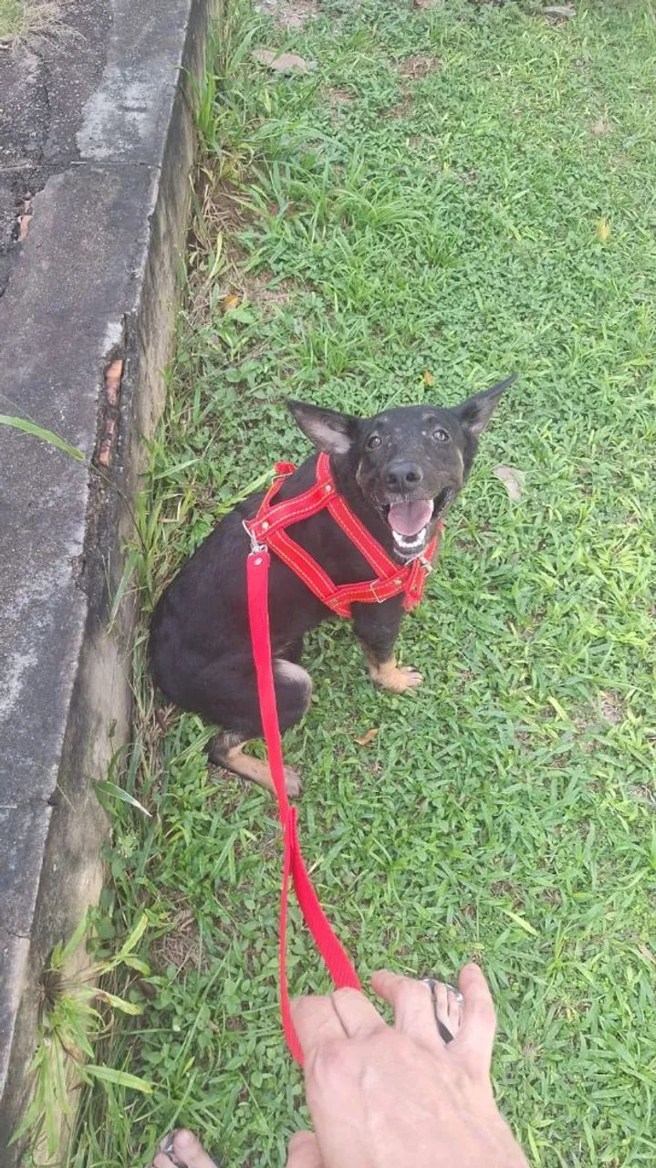 Adoção de cachorro  - Foto 2