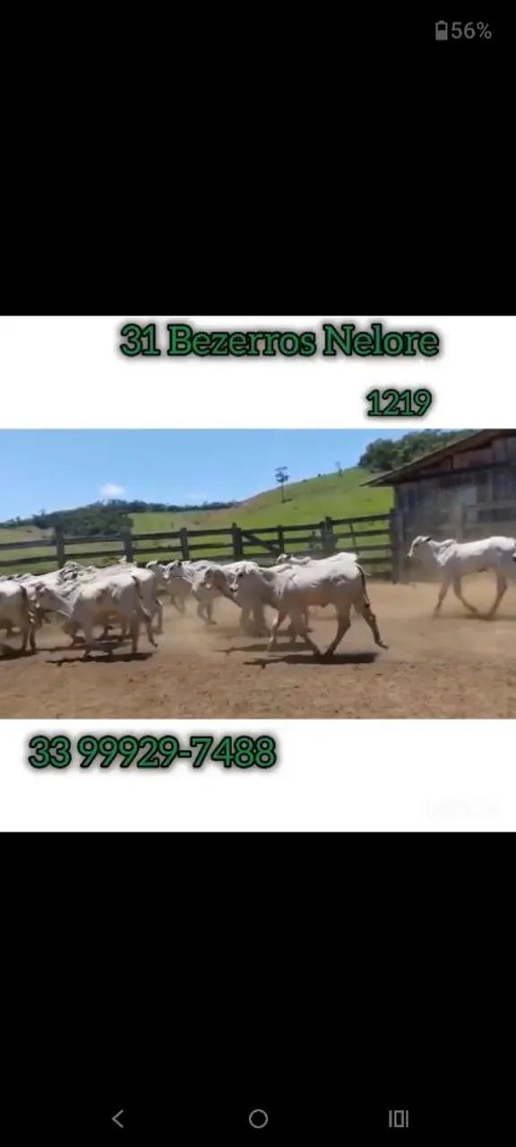 31 Bezerros Nelore 