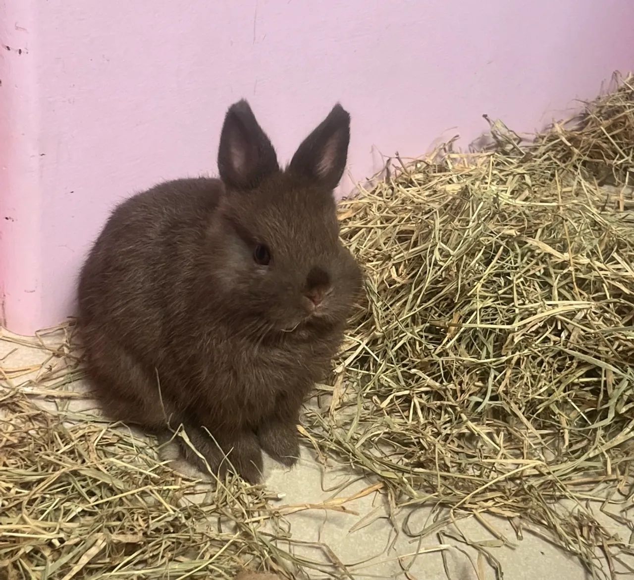Coelho Raça Netherland Dwarf  Marrom - Entrega em Niterói - Foto 2