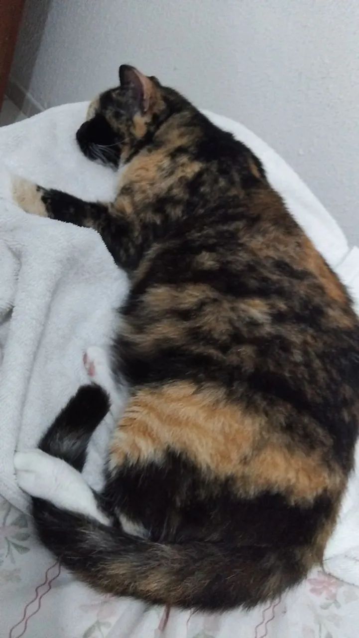 Gata castradapara doação responsável 