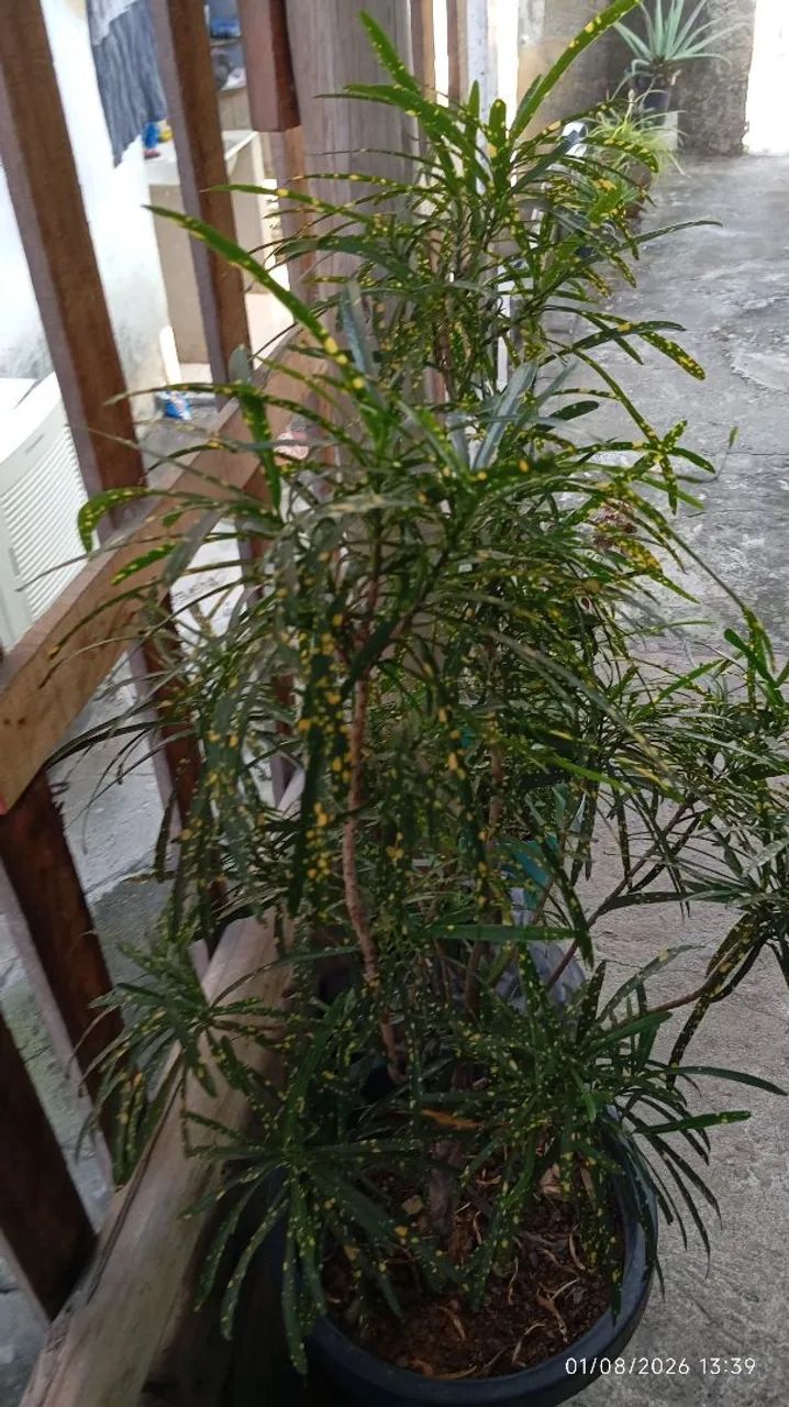Planta croton - Foto 5