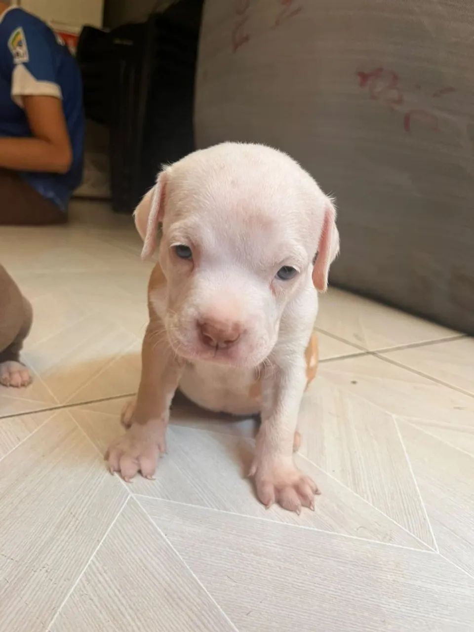 Filhotes de Pitbull  - Foto 4