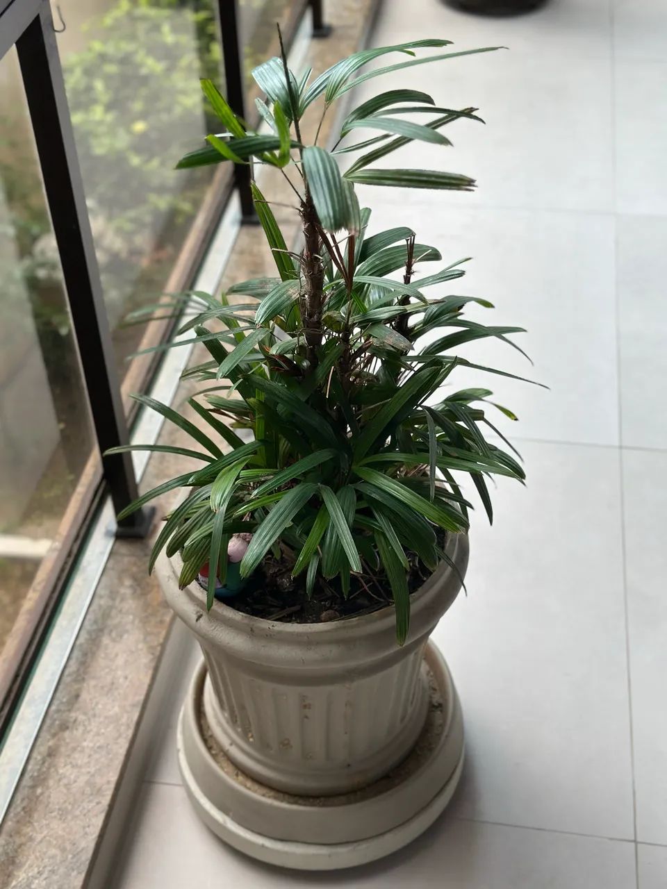 Vaso com prato e planta Rafia - Foto 4