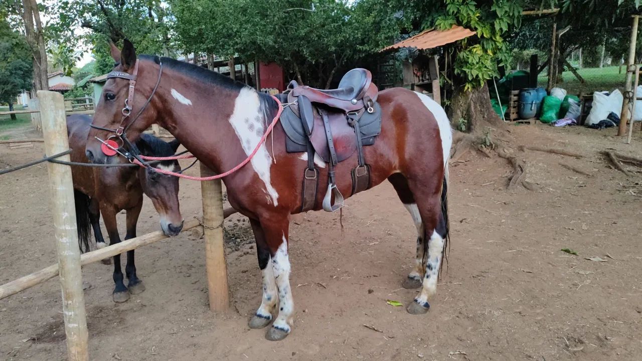 Egua registrada  - Foto 4