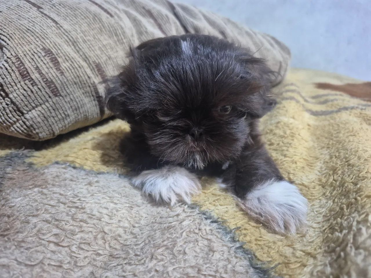 Shitzu mini - Foto 2