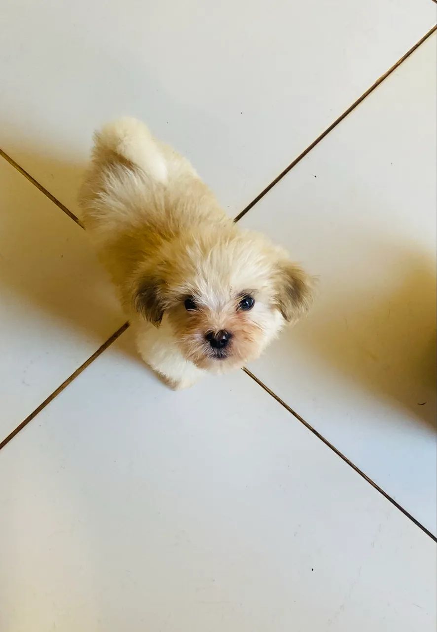 Lhasa Apso - Foto 5