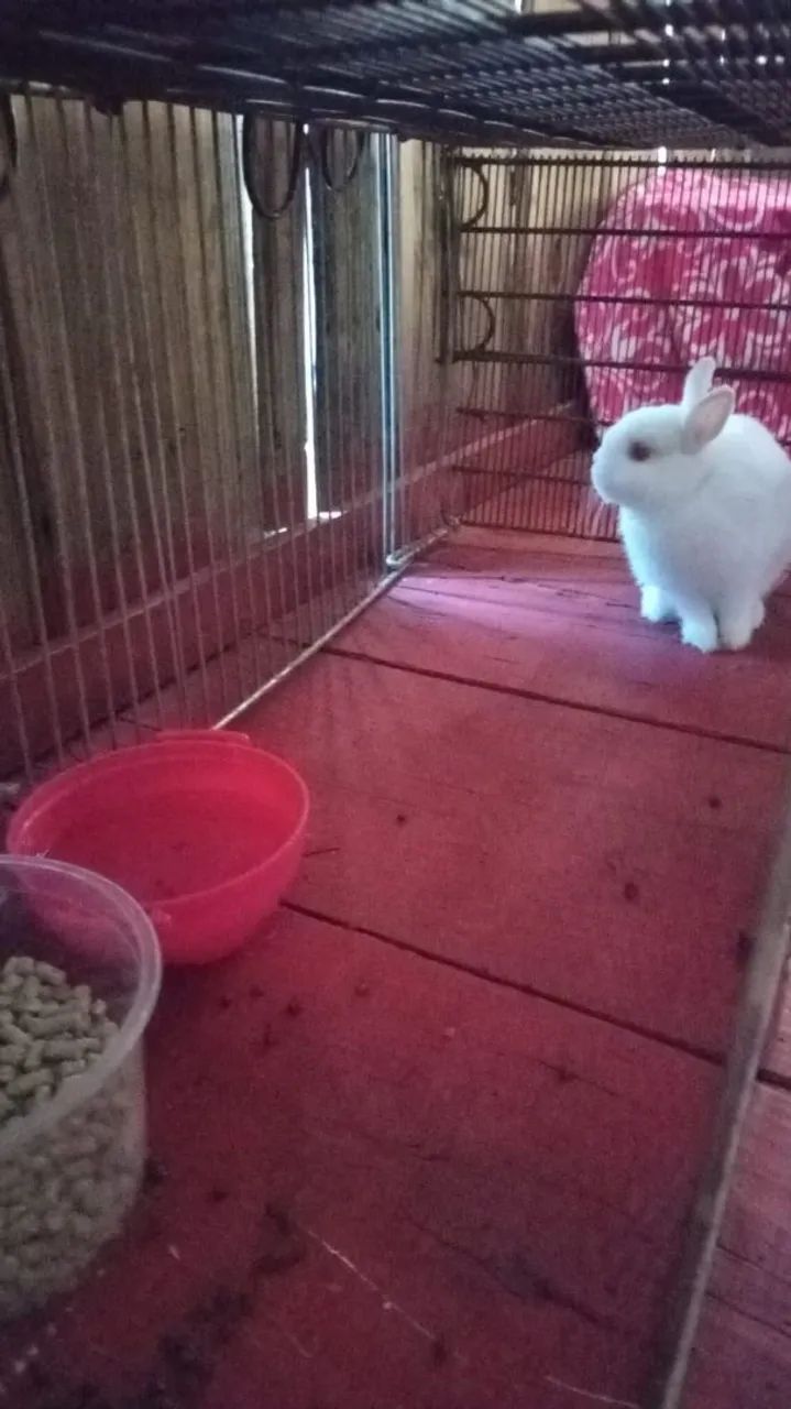 Mini coelho Branco macho  - Foto 2