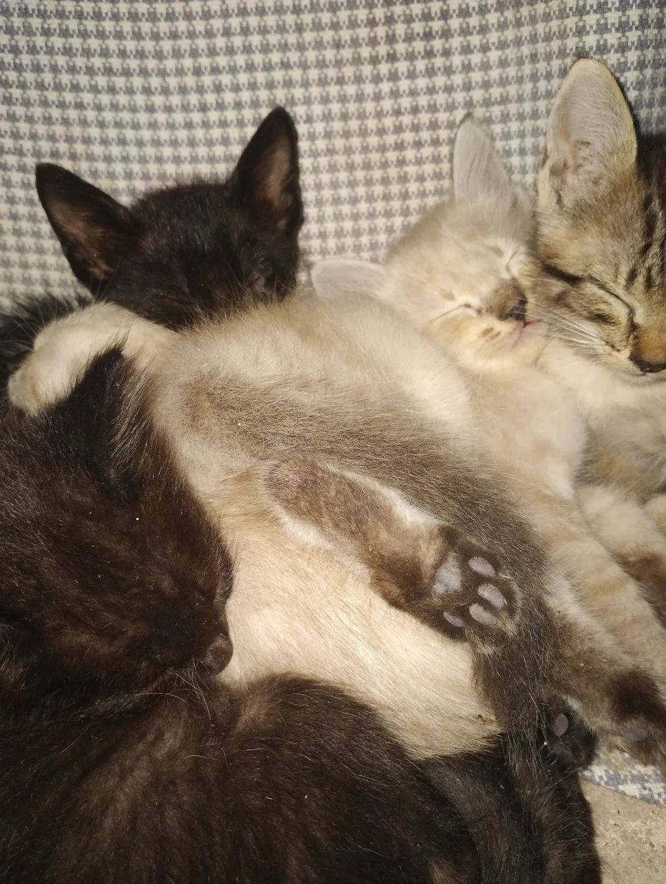 Gatos - Foto 3