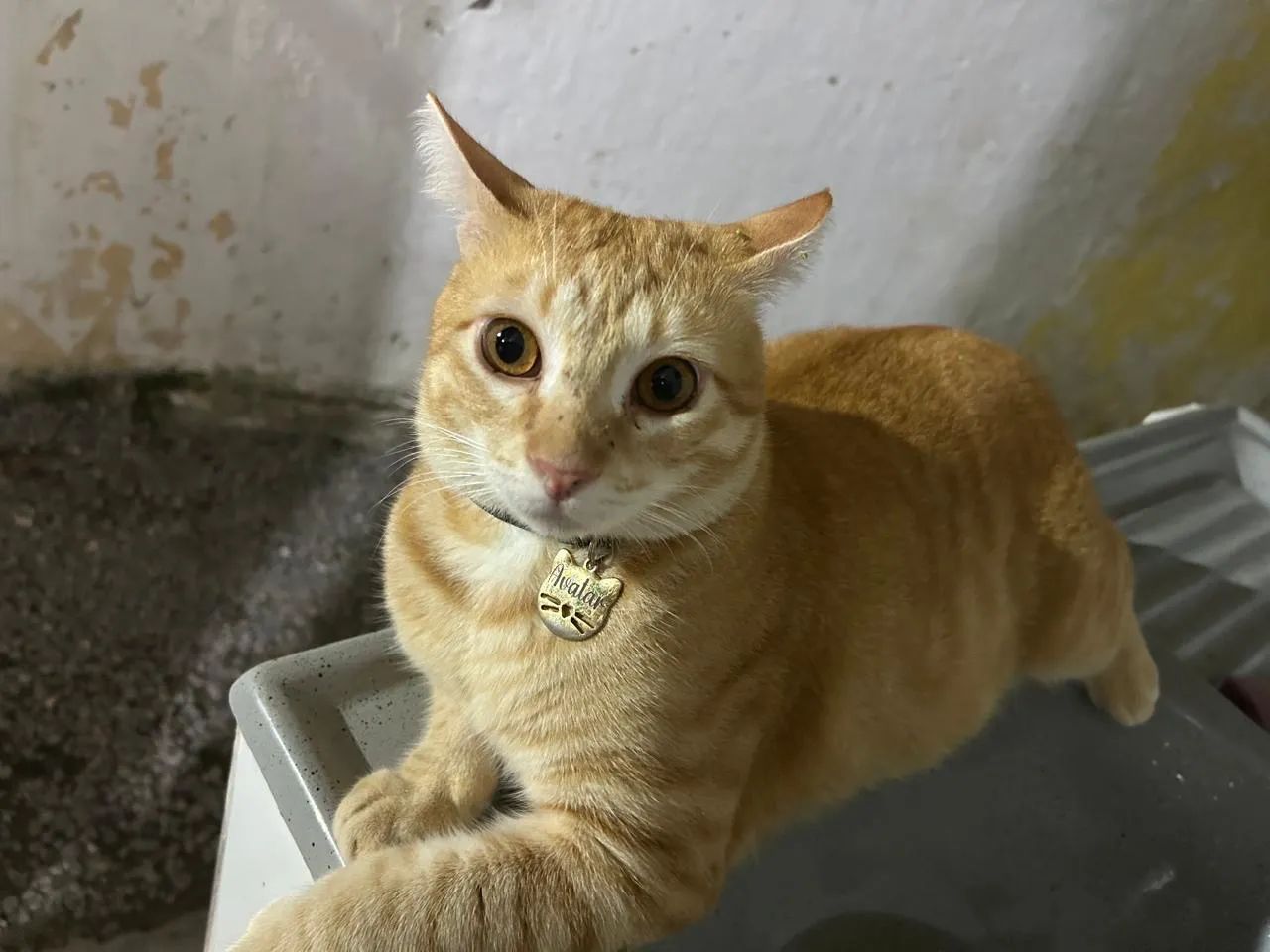 Gato macho para adoção  - Foto 2