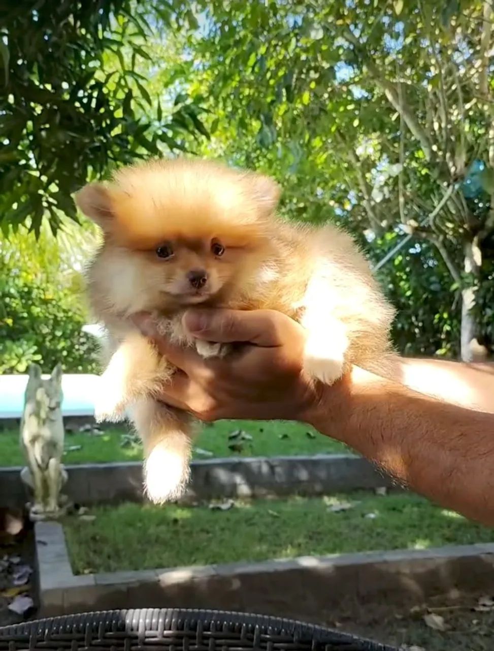 Lulu da Pomerânia filhotes Pronta Entrega