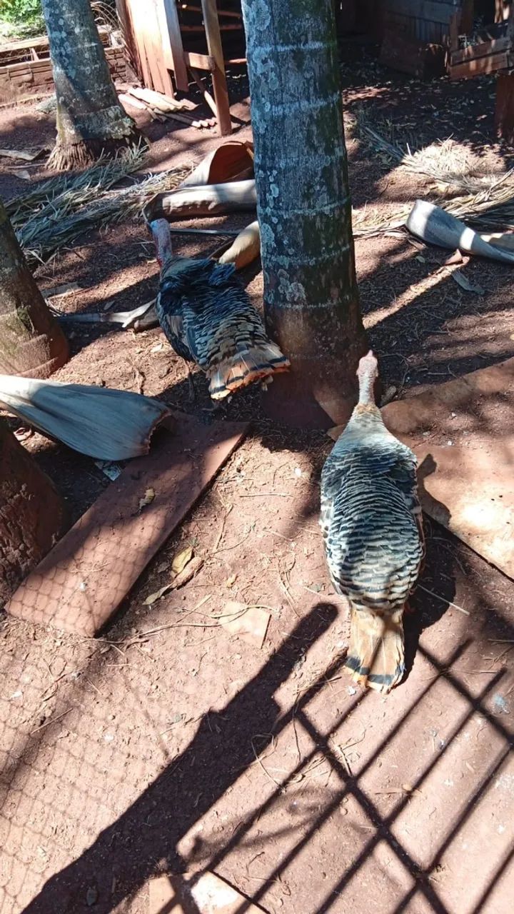 Casal de Perus - Foto 2