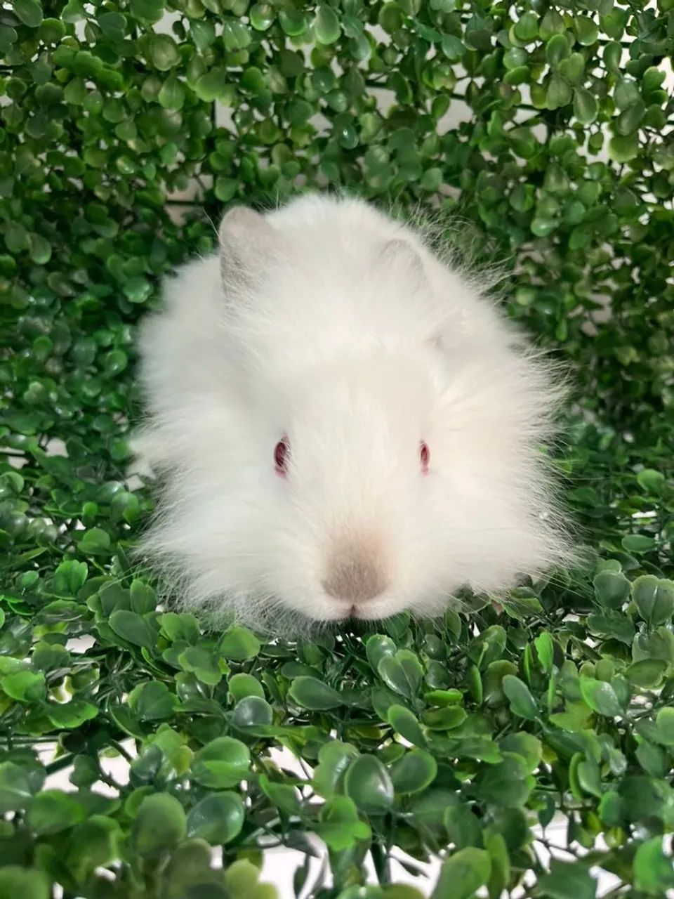 Coelho filhote Mini Lion - Foto 3