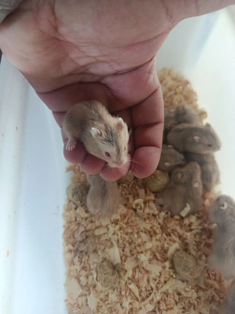 Hamster - Foto 2