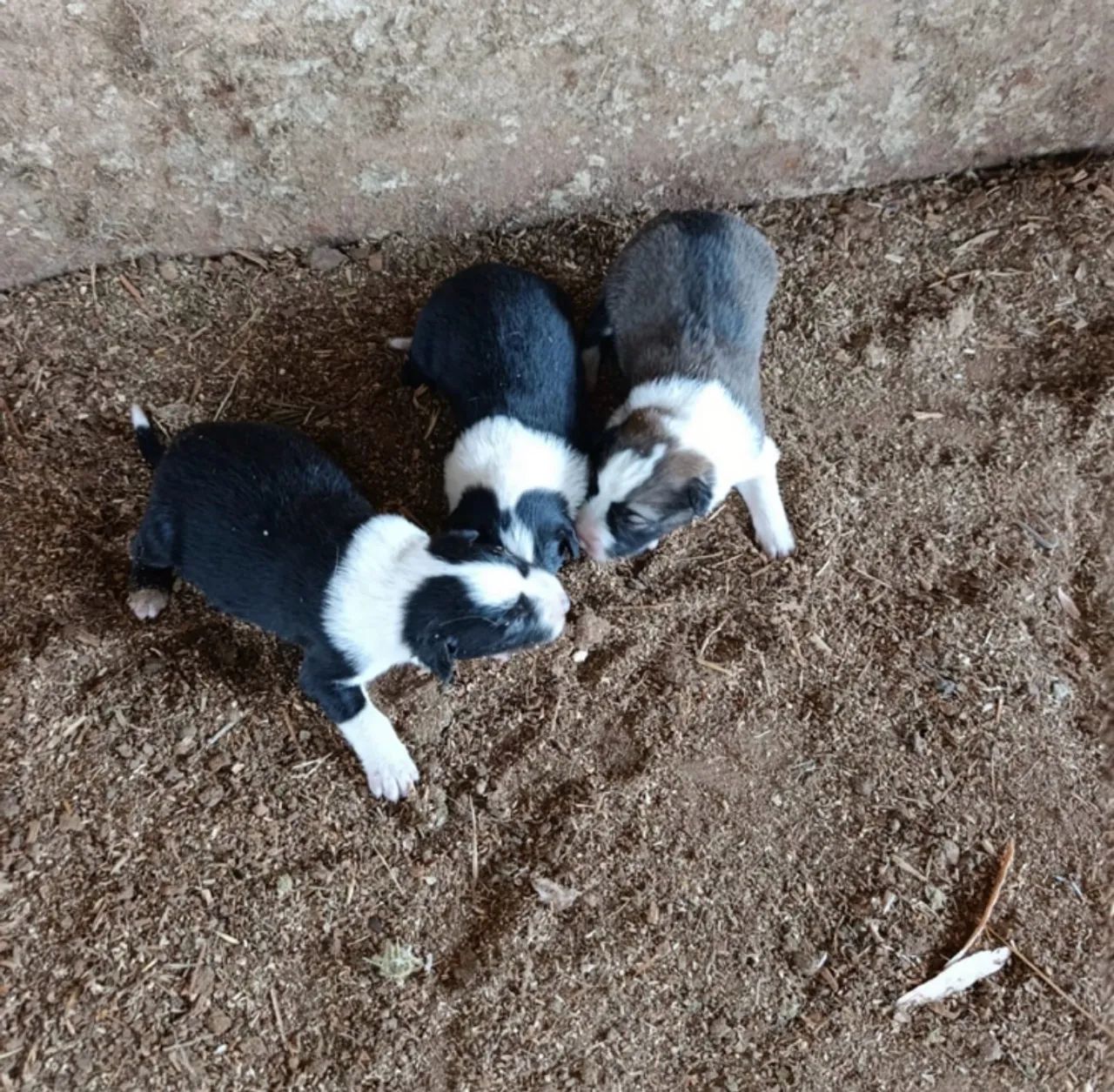 Cachorro  - Foto 3