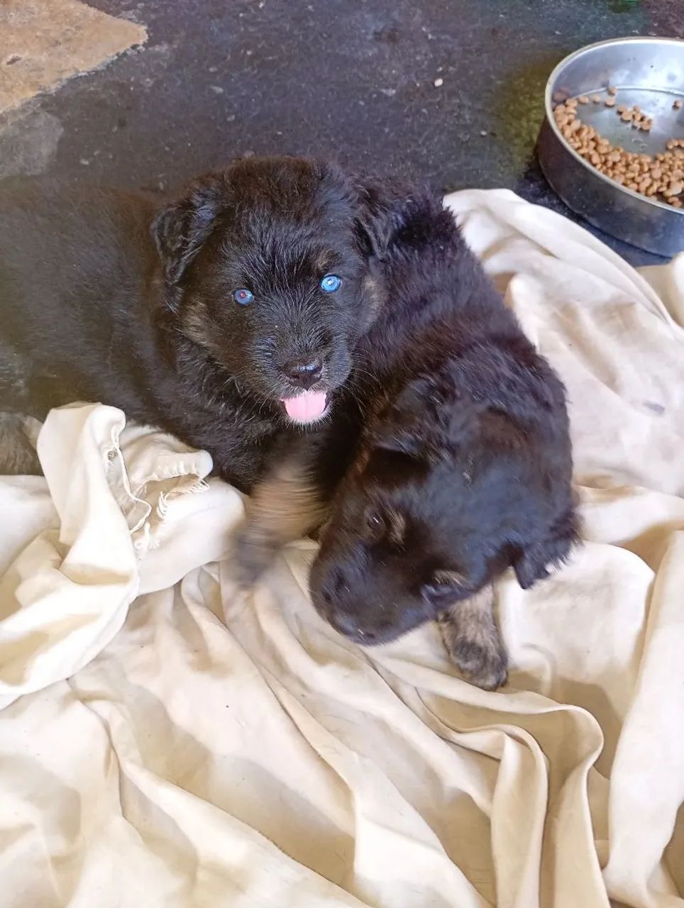 Cachorro  - Foto 2