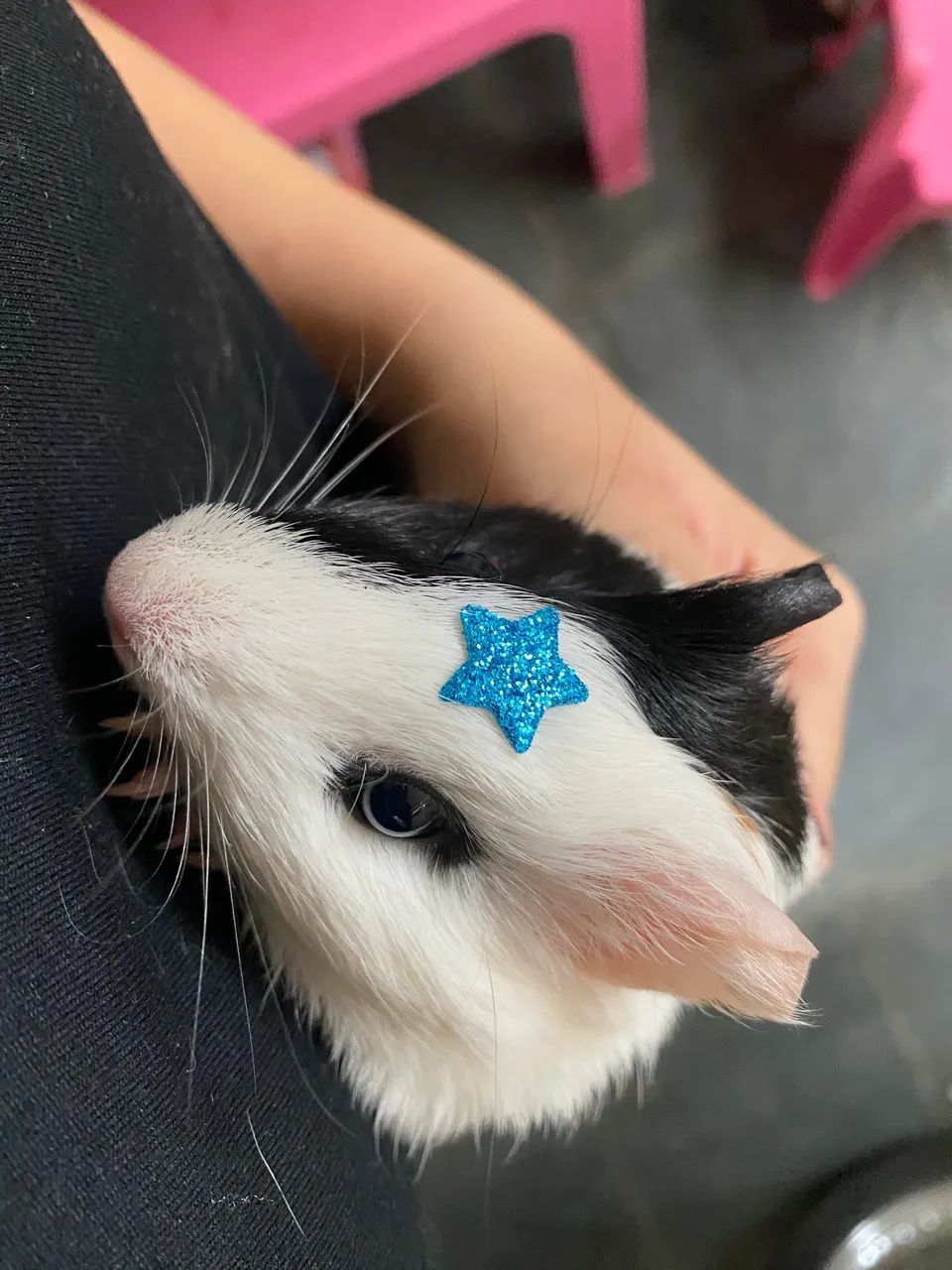 Porquinho da índia fêmea 