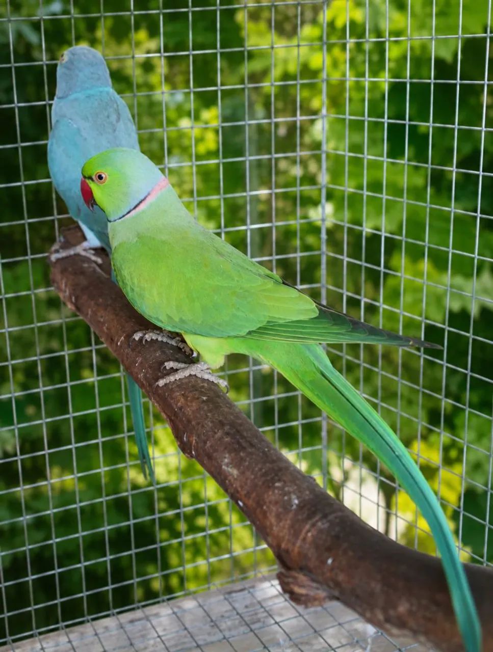 Galinhas Sedosa  - Foto 4