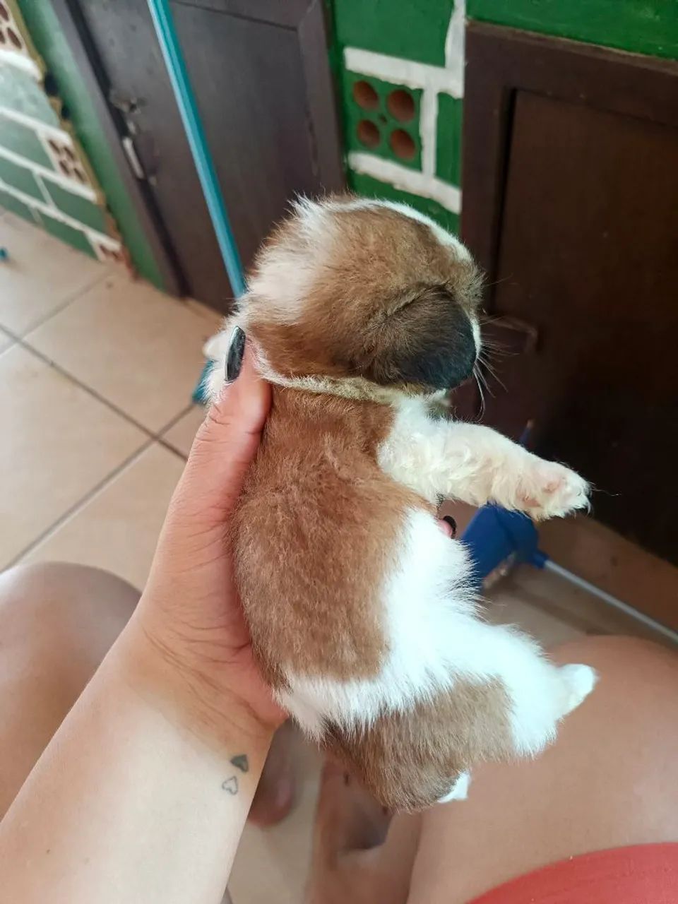 Vendo filhote de Shih Tzu - Foto 6