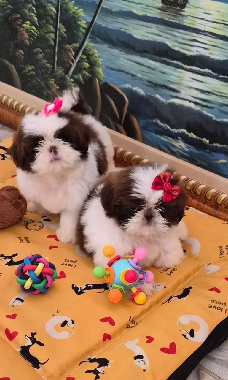 Shihtzu  - Foto 4