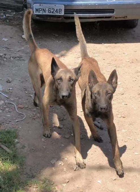 Belga Malinois  - Foto 2