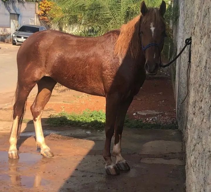 Vendo ou troco cavalo 