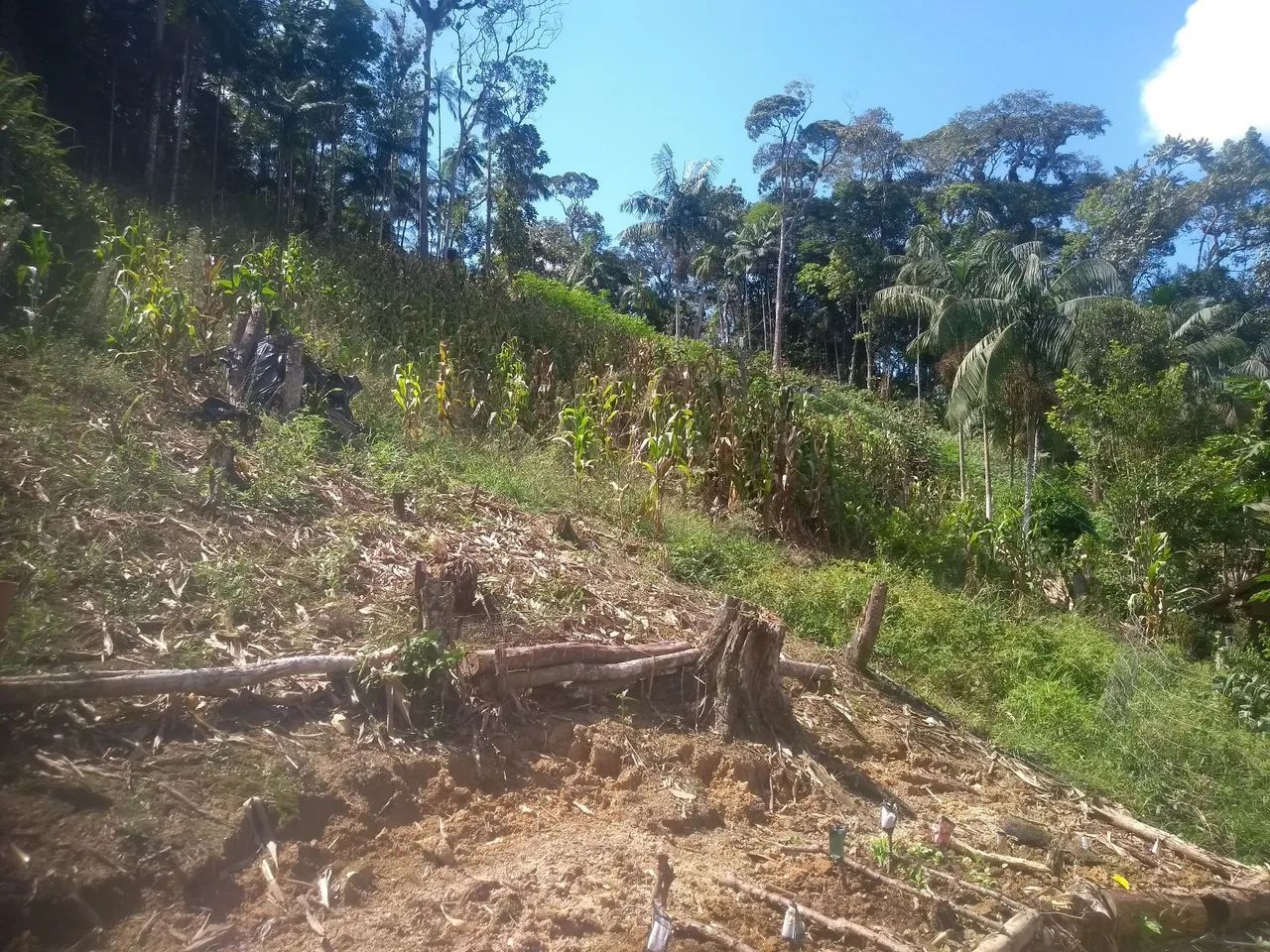 Chácara em aguas mornas - Foto 2