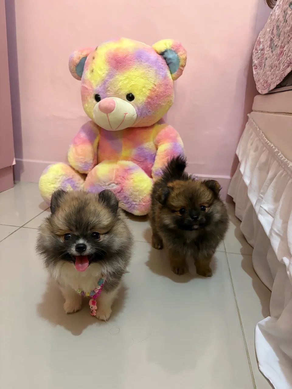 Spitz alemão  - Foto 4