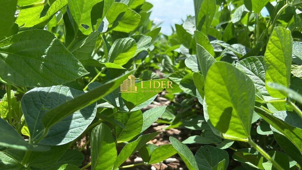 Fazenda no Município de Lagoa Grande - Foto 5